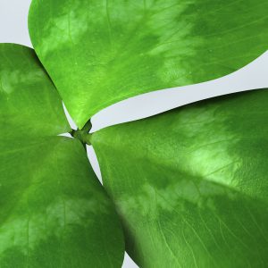 Clover 3D model cinema 4d