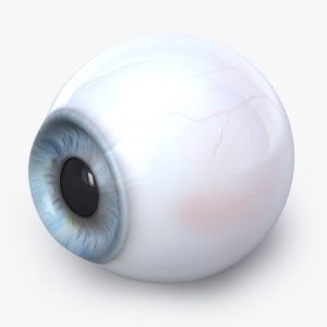 Human eye 3D model