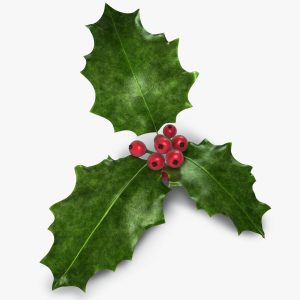 Holly 3D model