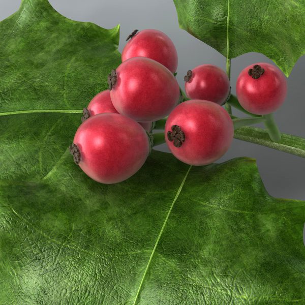 Holly 3D model cinema 4d