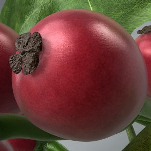 Holly 3D model c4d