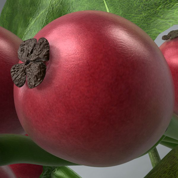 Holly 3D model c4d