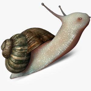 Snail 3D model