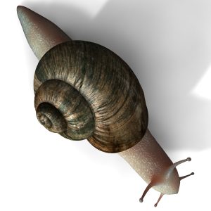 Snail 3D model c4d