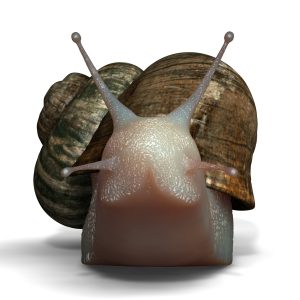 Snail 3D model cinema 4d