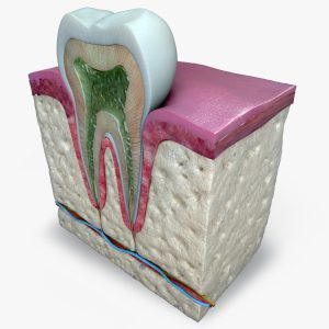 Teeth Diagram 3D model