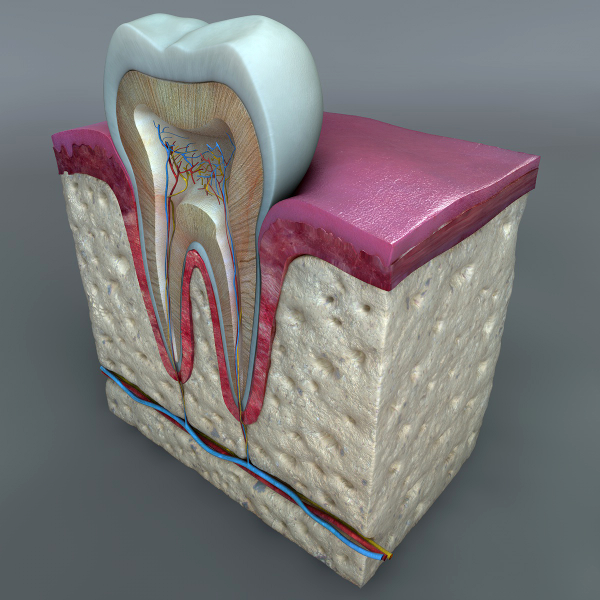 Teeth_Diagram_02.jpg