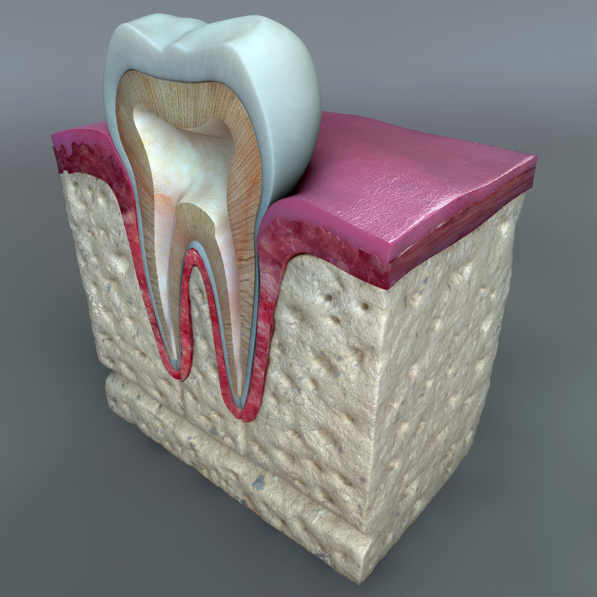 Teeth_Diagram_03.jpg