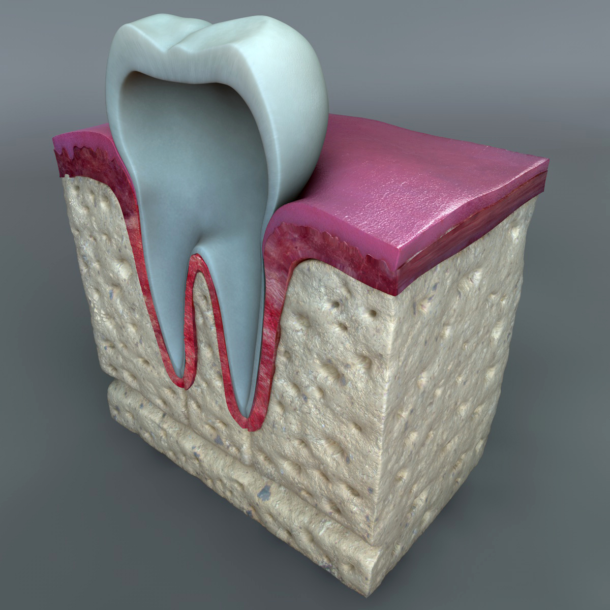 Teeth_Diagram_04.jpg