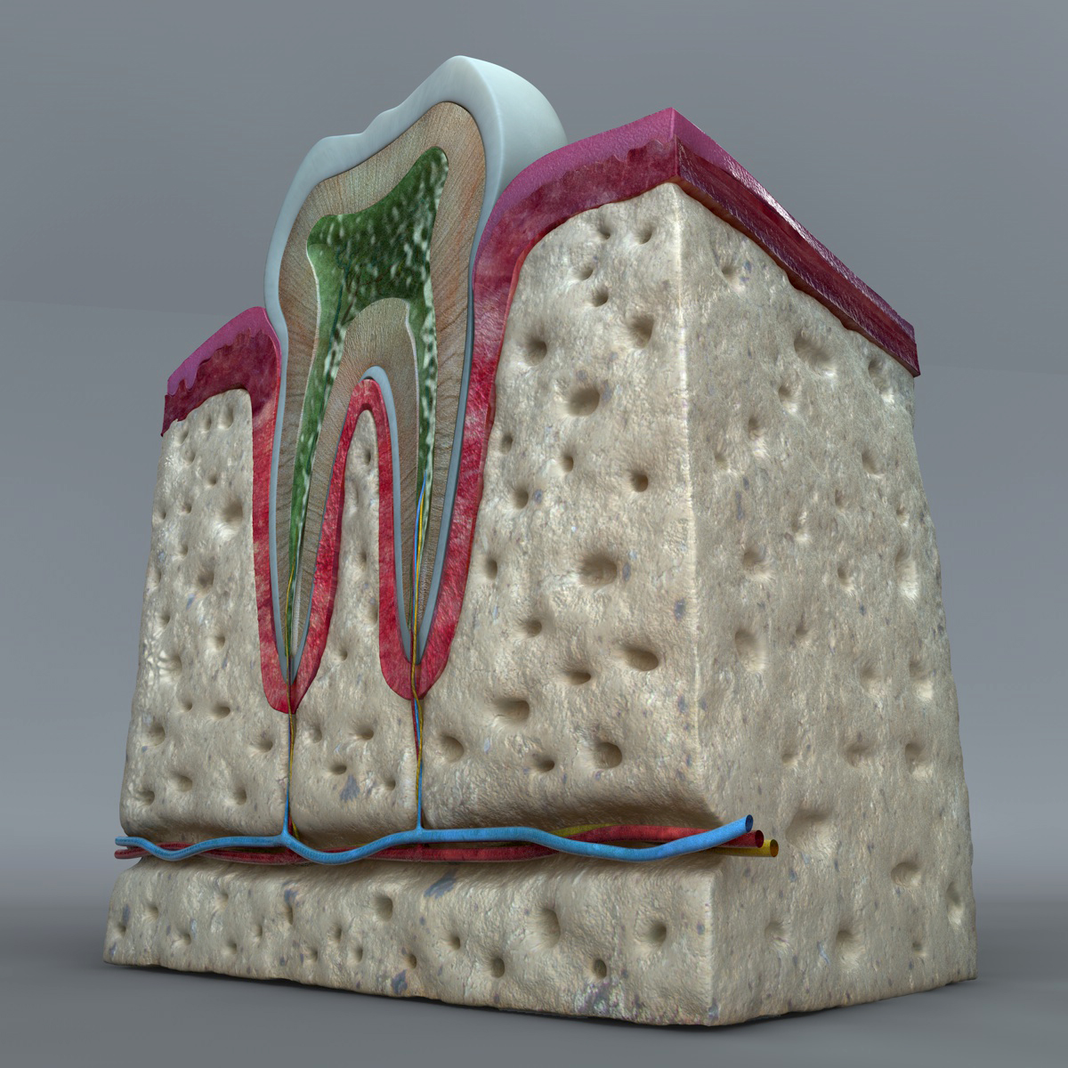 Teeth_Diagram_08.jpg
