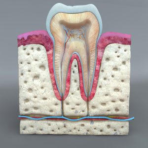 Teeth Diagram 3D model c4d