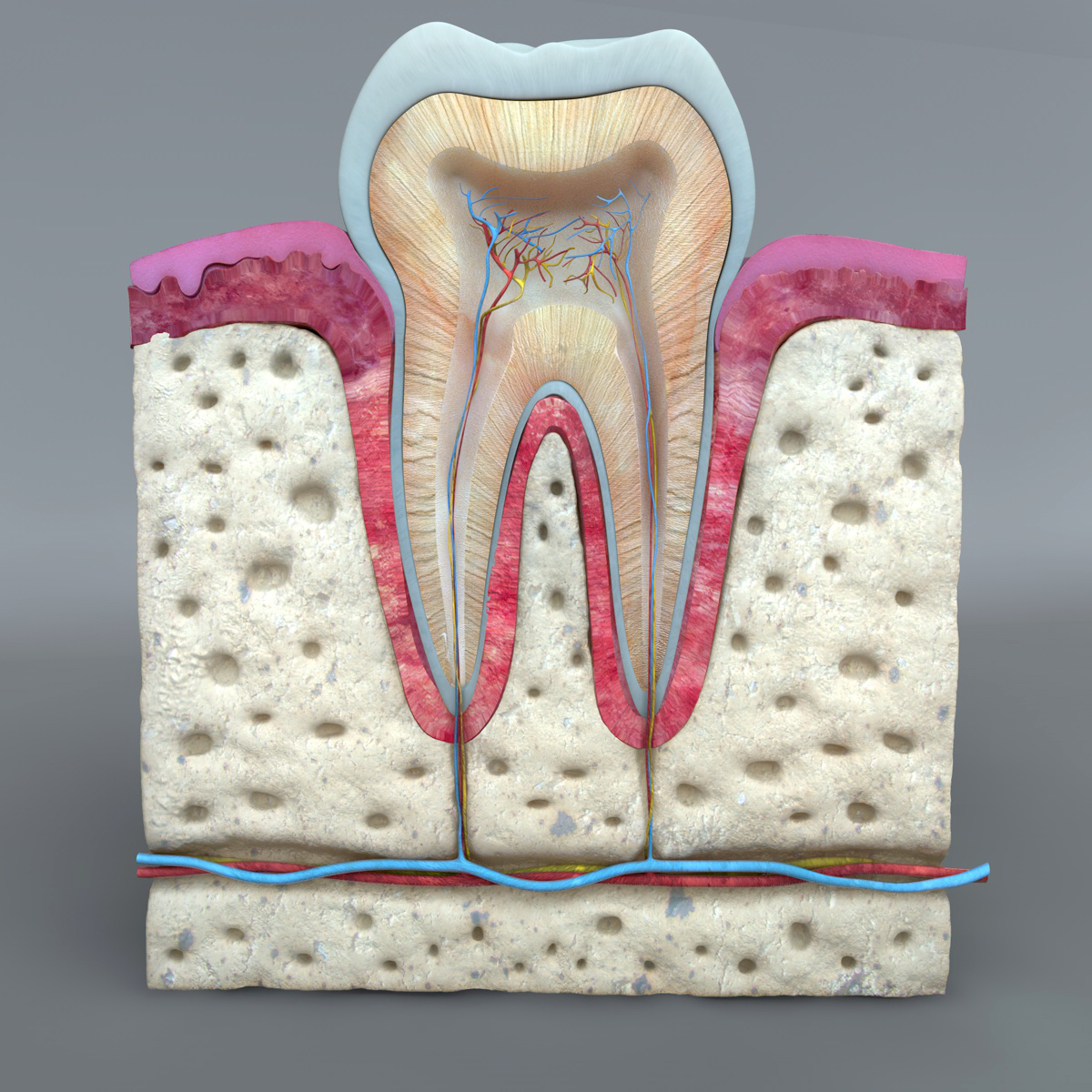 Teeth_Diagram_10.jpg Teeth Diagram 3D model c4d