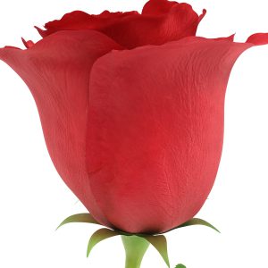 Rose 3D model c4d