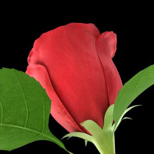 Rose 3D model cinema 4d