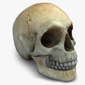 skull 3d model c4D Redshift & Arnold
