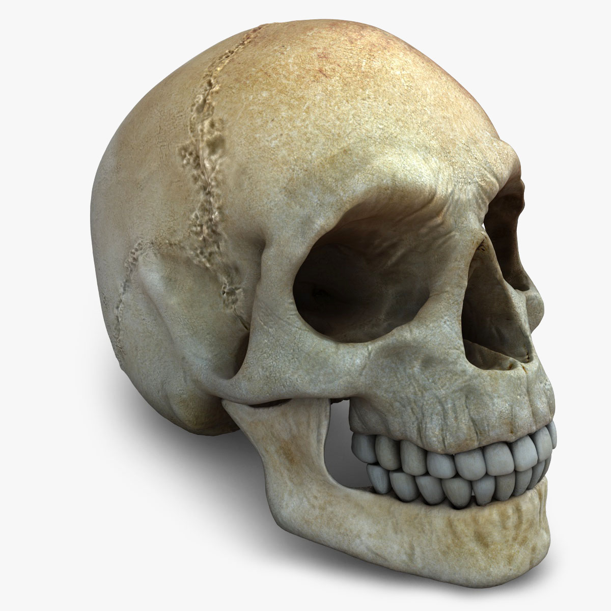 skull_01b.jpg skull 3d model c4D Redshift & Arnold