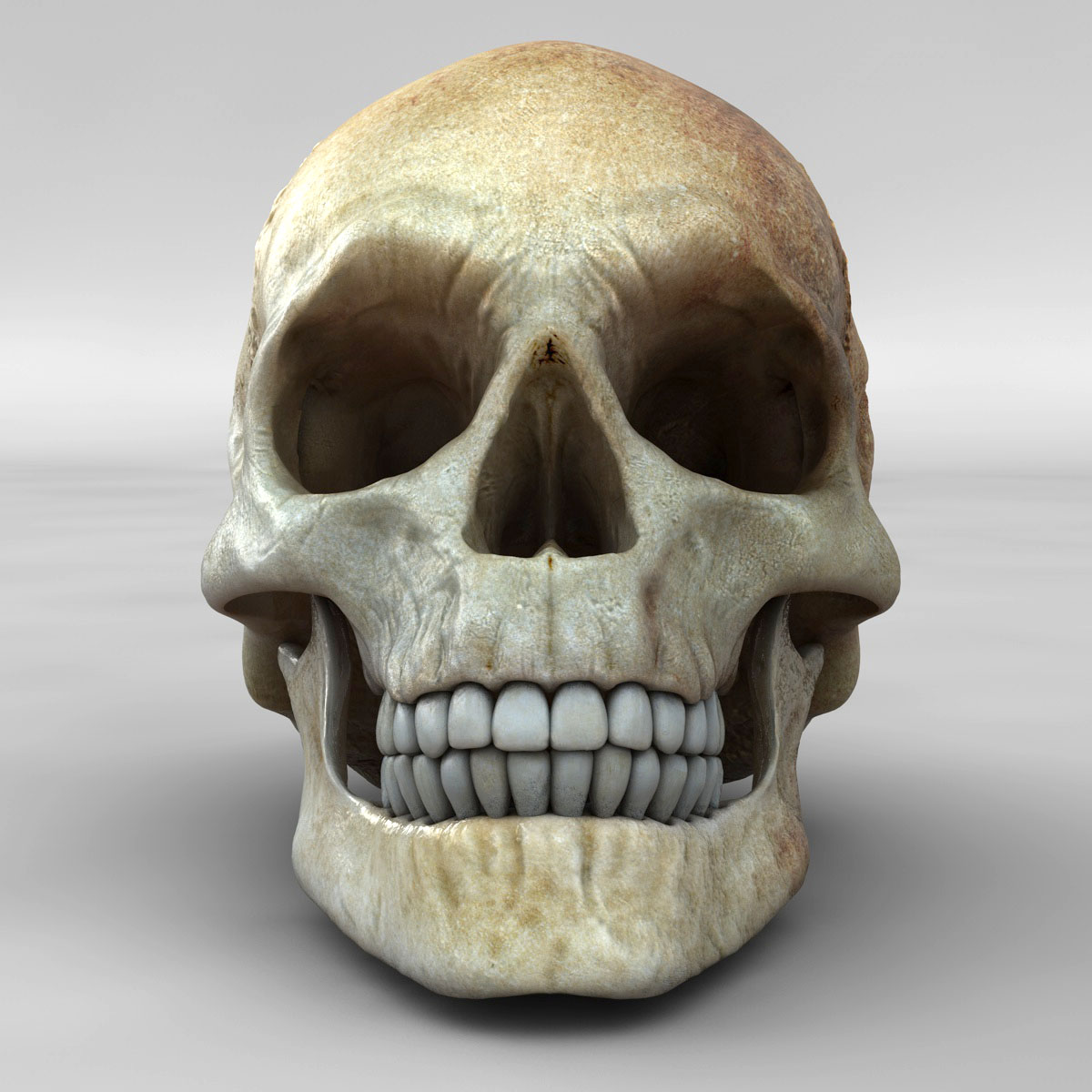 skull_02.jpg