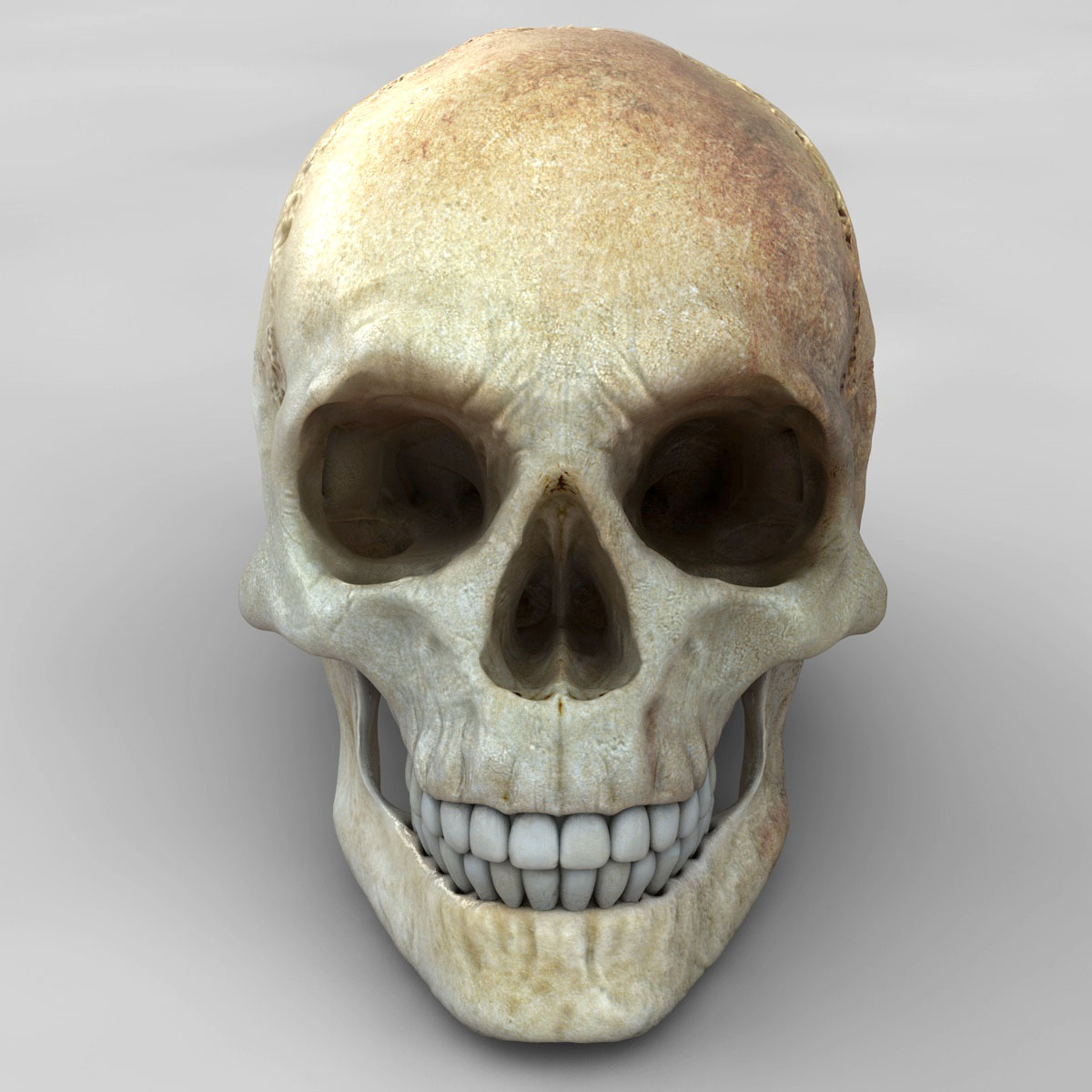 skull_03.jpg