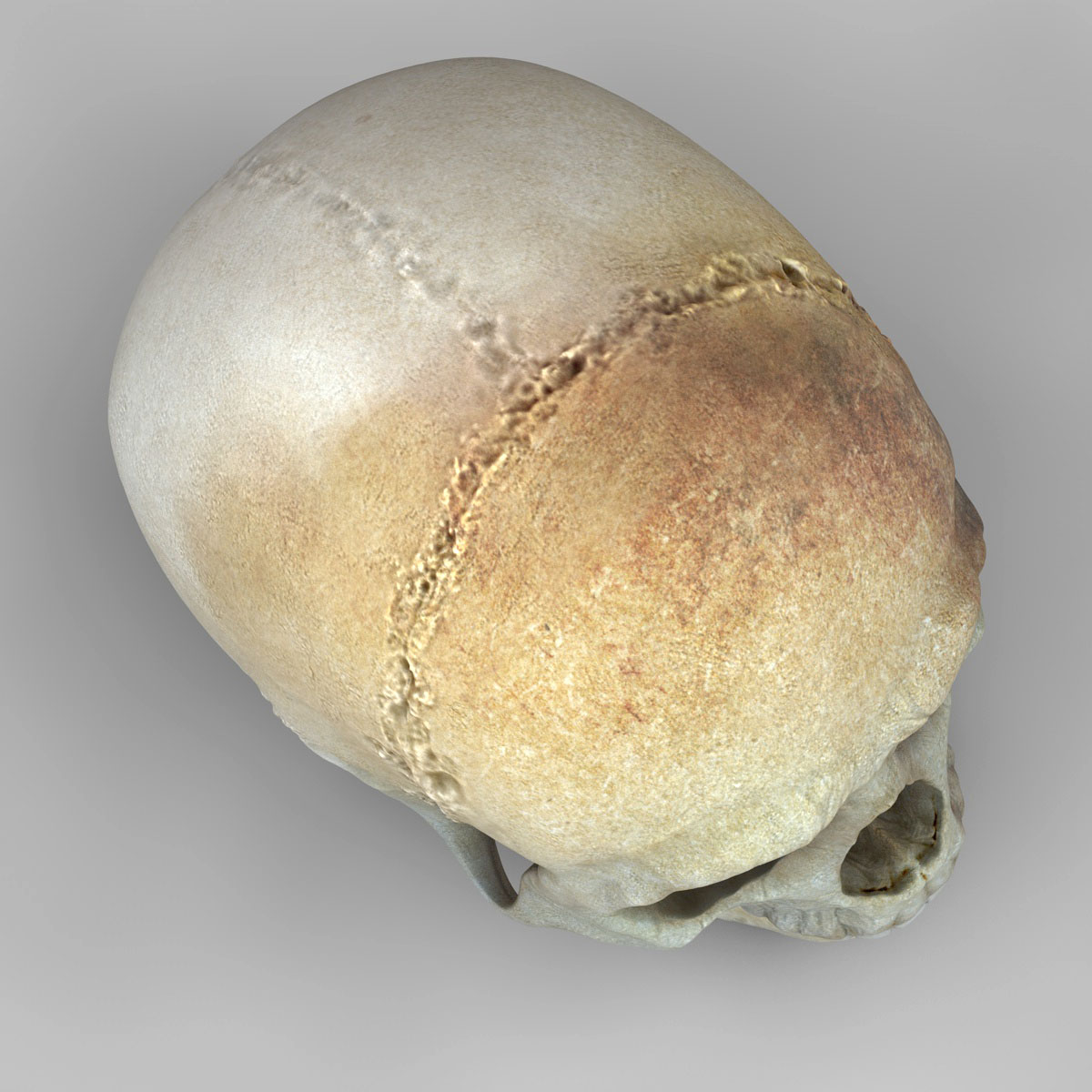skull_04.jpg