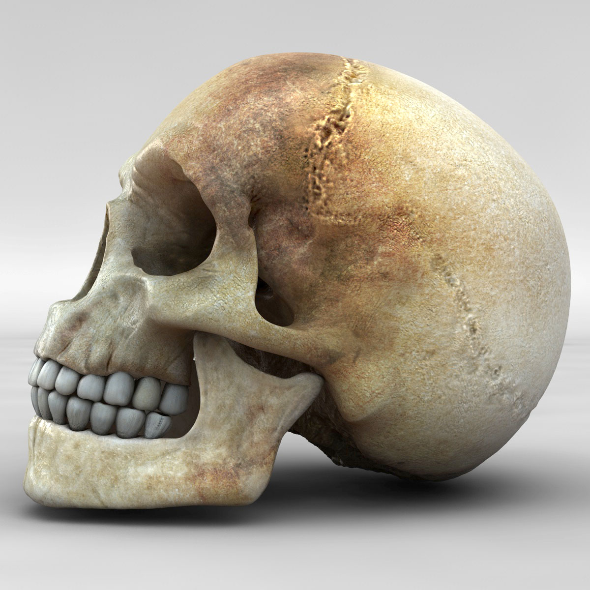 skull_05.jpg