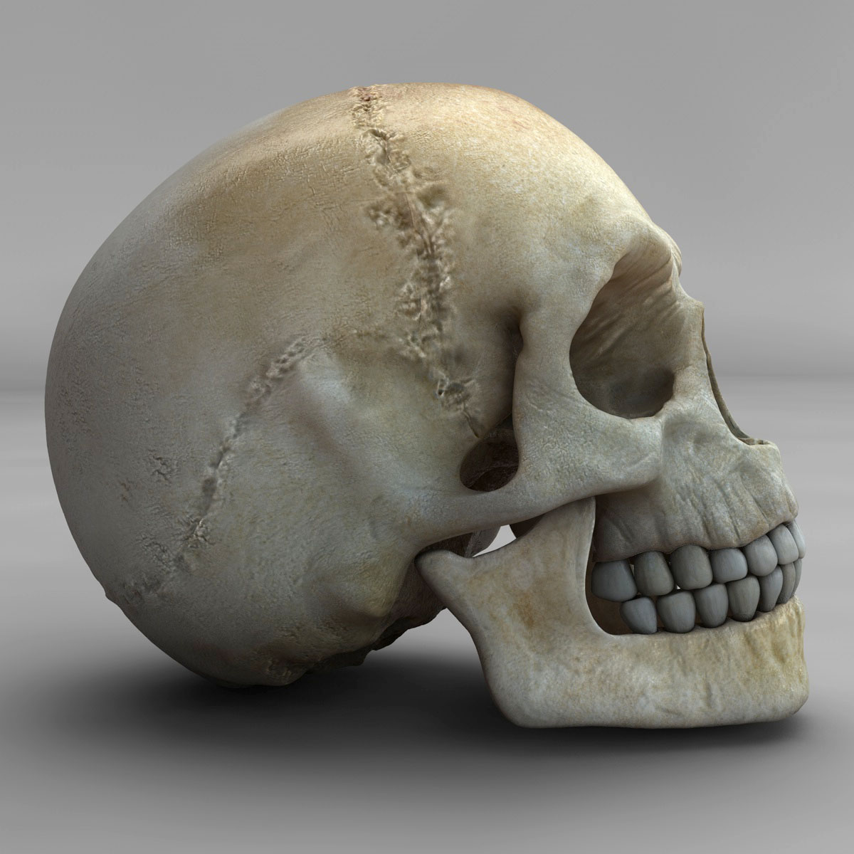 skull_06.jpg