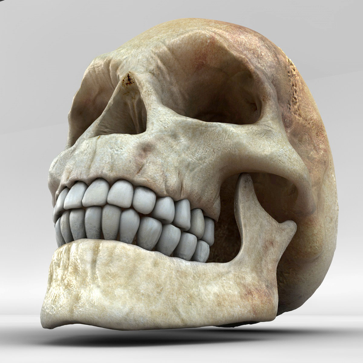 skull_07.jpg