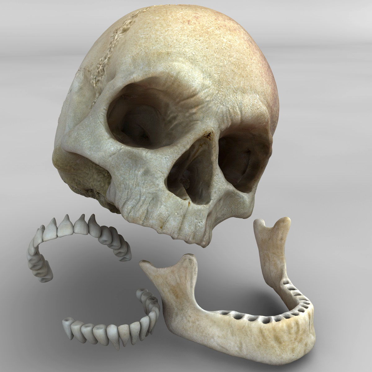 skull_16.jpg