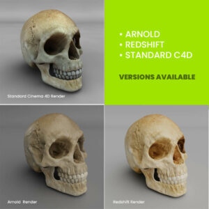 skull 3d model cinema 4d Redshift & Arnold